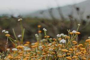 South African Fynbos photo