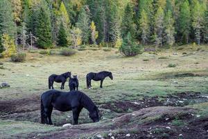 Black horses grazing on green pastures in a mountain valley in the Dolomites, Italy photo