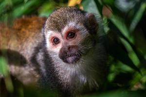 Common squirrel monkey - Saimiri sciureus on tree in the nature. photo