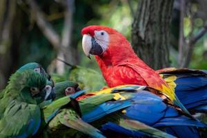 grupo de loros ara, loro rojo guacamayo escarlata, ara macao y guacamayo militar foto