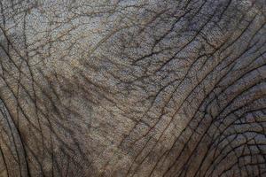 Close up of an African elephants skin texture photo