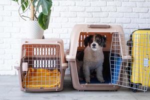 Cute bichon frise dog sitting by travel pet carrier, brick wall background photo