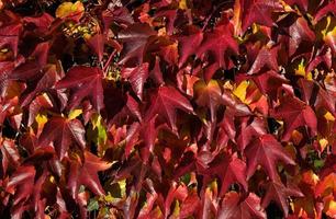 Climbing ornamental plant with bright red leaves of maiden grapes on wall in fall. Bright colors of autumn. Parthenocissus tricuspidata or Boston ivy changing color in Autumn. Nature pattern photo