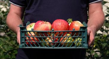 Farmer holding a plastic crate with freshly picked apples. Harvesting fruit in garden at autumn. Red apple from organic farm. Red yellow apples in a plastic crate. Template for advertising. Close-up. photo