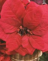 Closeup of red poinsettia flowers - Euphorbia pulcherrima. Red poinsettia, traditional colourful Christmas pot plants, for sale in a garden centre. Group of Christmas red poinsettia plants. photo