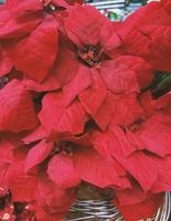 Closeup of red poinsettia flowers - Euphorbia pulcherrima. Red poinsettia, traditional colourful Christmas pot plants, for sale in a garden centre. Group of Christmas red poinsettia plants. photo