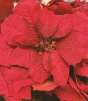 Closeup of red poinsettia flowers - Euphorbia pulcherrima. Red poinsettia, traditional colourful Christmas pot plants, for sale in a garden centre. Group of Christmas red poinsettia plants. photo