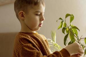 Adorable, cute boy caring of indoor plants at home. A little helper in the household, leisure activity. Child wipes dust from leaves. Home gardening concept. Cozy room, earth colors. Casual clothing. photo