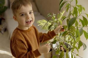 Adorable, cute boy caring of indoor plants at home. A little helper in the household, leisure activity. Child wipes dust from leaves. Home gardening concept. Cozy room, earth colors. Casual clothing. photo