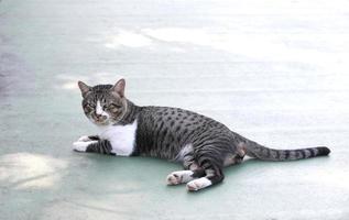 Grey cat lying on green floor. photo