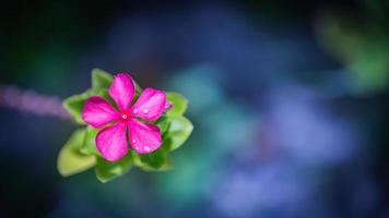 hermosa flor rosa sobre fondo verde y azul suave y borroso. primavera verano naturaleza al aire libre macro, enfoque suave. primer plano maravilloso, imagen artística, naturaleza asombrosa, concepto floral de primavera foto