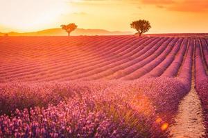Lavender field in Provence, France. Blooming violet fragrant lavender flowers with sun rays with warm sunset sky. Spring summer beautiful nature flowers, idyllic landscape. Wonderful scenery photo
