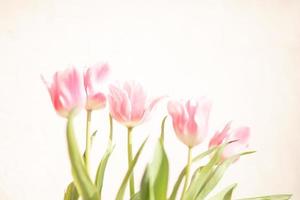 Close-up pink tulips isolated on white. Elegant, soft, fragile spring flowers on white, with soft light. Spring nature concept banner photo