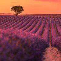 Lavender field in Provence, France. Blooming violet fragrant lavender flowers with sun rays with warm sunset sky. Spring summer beautiful nature flowers, idyllic landscape. Wonderful scenery photo
