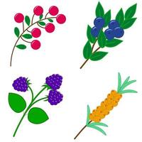 a set of twigs with sweet berries vector