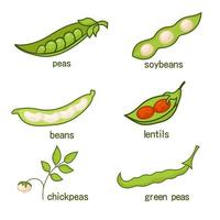 A set of legumes. Peas lentils lentils chickpeas soybeans green peas vector