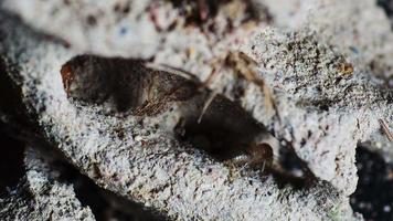 Close-up shot of termites in a nest made of soil. video