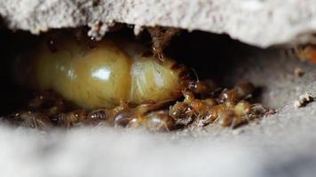 die Königin der Termiten und Termiten, die Arbeitsaufgaben erfüllen. Große Termitenmütter sind für das Legen von Eiern verantwortlich, um die Termitenpopulation zu erhöhen.