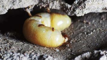 la reine des termites et des termites qui accomplissent des tâches de travail. les grandes mères de termites sont responsables de la ponte des œufs pour augmenter la population de termites. video