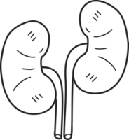 dibujado a mano ilustración de riñón png