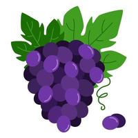 Bunch of purple grapes. Vector illustration of ripe grapes with leaves.