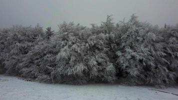 aereo Visualizza di nevoso alberi nel nebbia - in movimento sinistra video