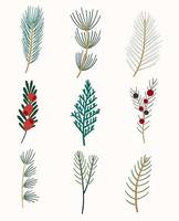 Winter flora. A set of evergreen branches. Thuja, yew, juniper, fir, cedar, pine, and spruce. vector