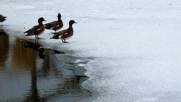 canards debout sur un lac de glace puis s'envolent video