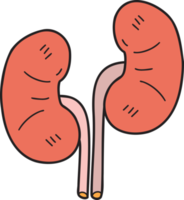 Hand Drawn kidney illustration png