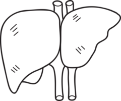 Hand Drawn liver illustration png