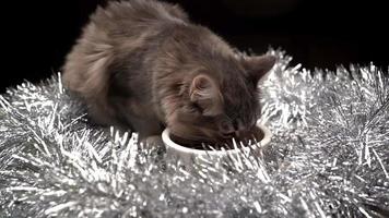graue schöne katze isst nahrung aus einer schüssel in weihnachtsdekorationen. neues jahr für haustiere. video