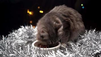 beau chat gris mange de la nourriture dans un bol dans les décorations de noël. nouvelle année pour les animaux de compagnie. video