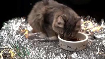 un hermoso gato gris come comida de un tazón en decoraciones navideñas. año nuevo para mascotas. video