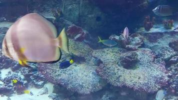 beautiful fish swim in the aquarium. marine life, underwater world video
