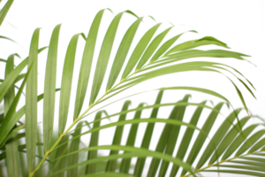 folha de palmeira de ramo tropical verde com sombra no arquivo png de fundo transparente