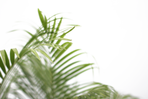 green tropical branch palm leaf with shadow on transparent background png file