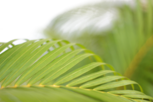 rama tropical verde hoja de palma con sombra sobre fondo transparente archivo png