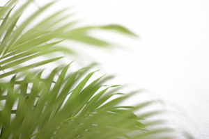 grünes tropisches zweigpalmenblatt mit schatten auf transparentem hintergrund png-datei png