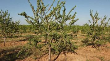 Almond Trees Agriculture Farming Field video