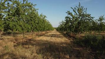 Almond Trees Agriculture Farming Field video