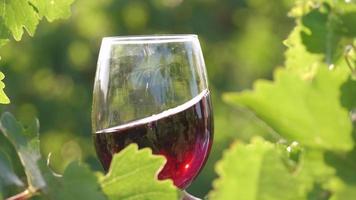 Tasting red wine in a vineyard with ripe grapes and vines video