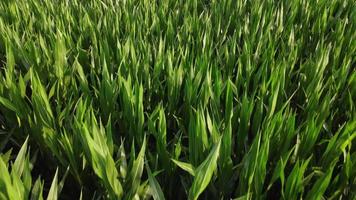 maíz agricultura cultivo orgánico campo