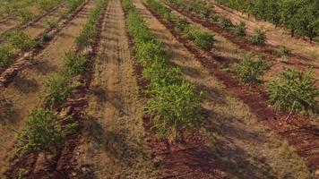 Mandelbäume Landwirtschaft landwirtschaftliches Feld video