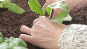 piantina bietola la verdura, piantare verdura nel biologico coltivazione agricoltura. contadino donna mano pianta nel campo lento movimento video