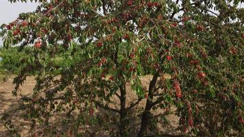 cereza planta árboles agricultura plantación video