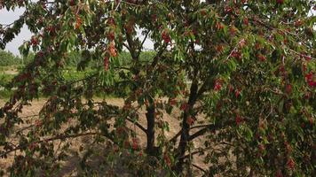 cereza planta árboles agricultura plantación video