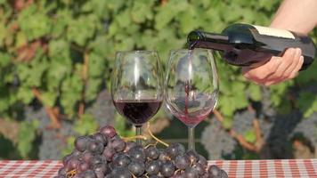 Gießen von Rotwein auf Glas in einem Weinberg in Zeitlupe, Weinprobe mit Trauben und Reben video