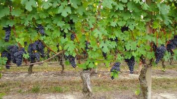 campo de agricultura de vinhedos com uvas e vinhas maduras, produção de vinho, vista aérea video