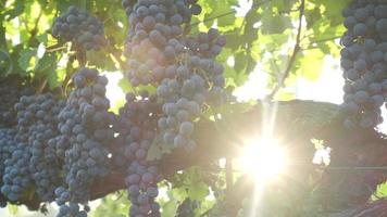 vinhedo com uvas vermelhas maduras ou videira no campo agrícola video