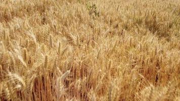 Golden Wheat Agriculture Field aerial view video